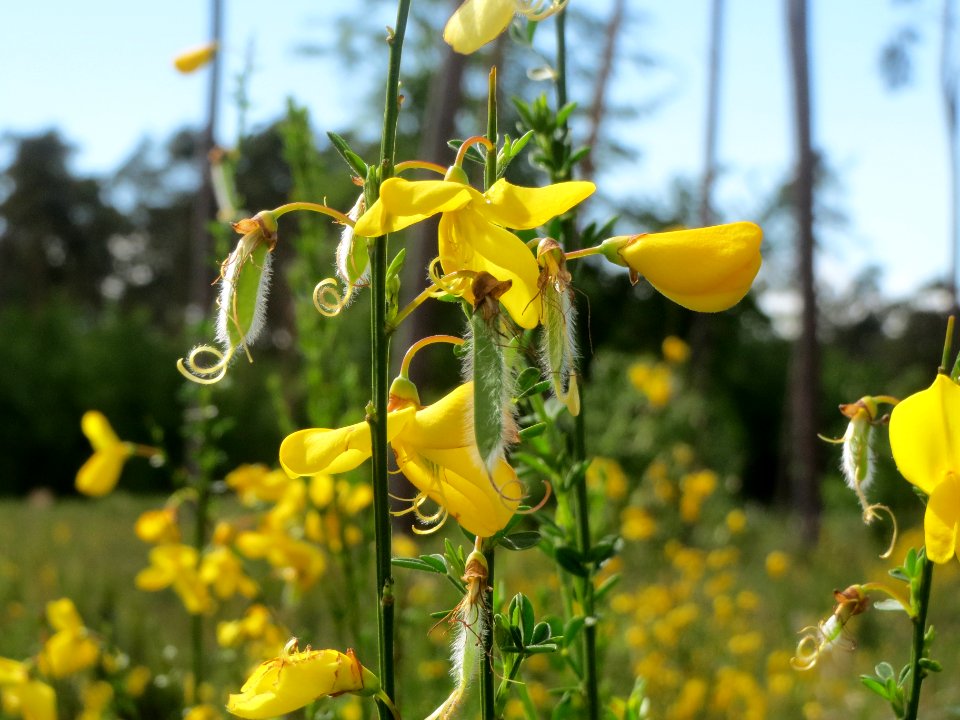20140511Cytisus_scoparius6