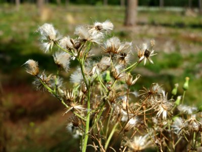 20140703Senecio_sylvaticus09
