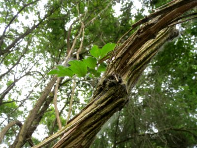 20140607Clematis_vitalba3