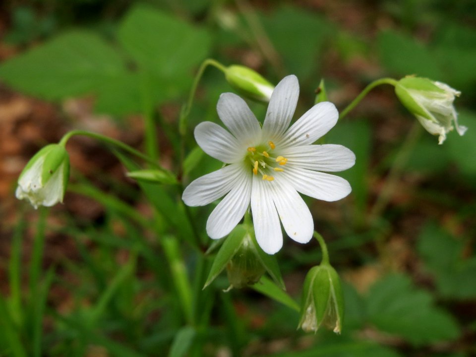20140513Stellaria_holostea4