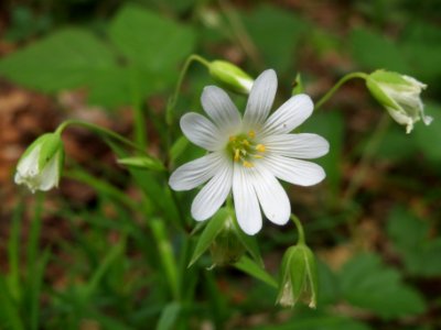 20140513Stellaria_holostea4