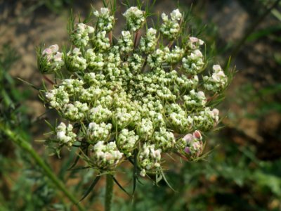 20140701Daucus_carota2