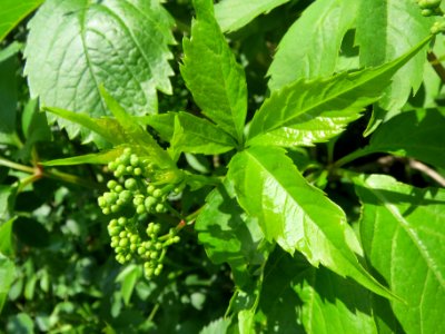 20140425Parthenocissus_quinquefolia2