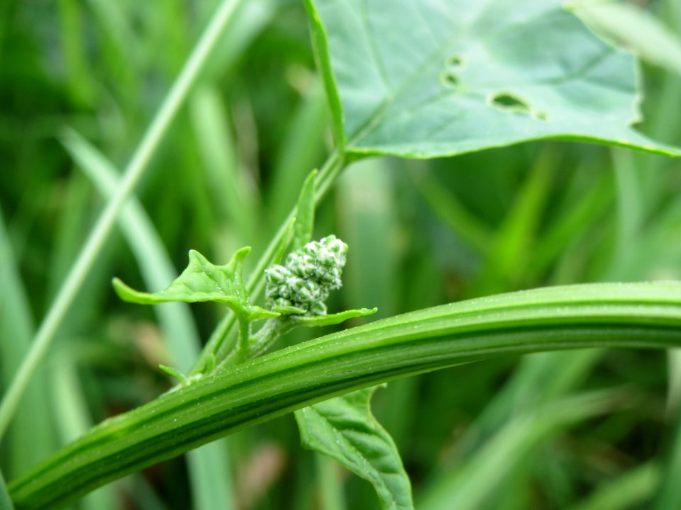 20140705Chenopodiastrum_hybridum3