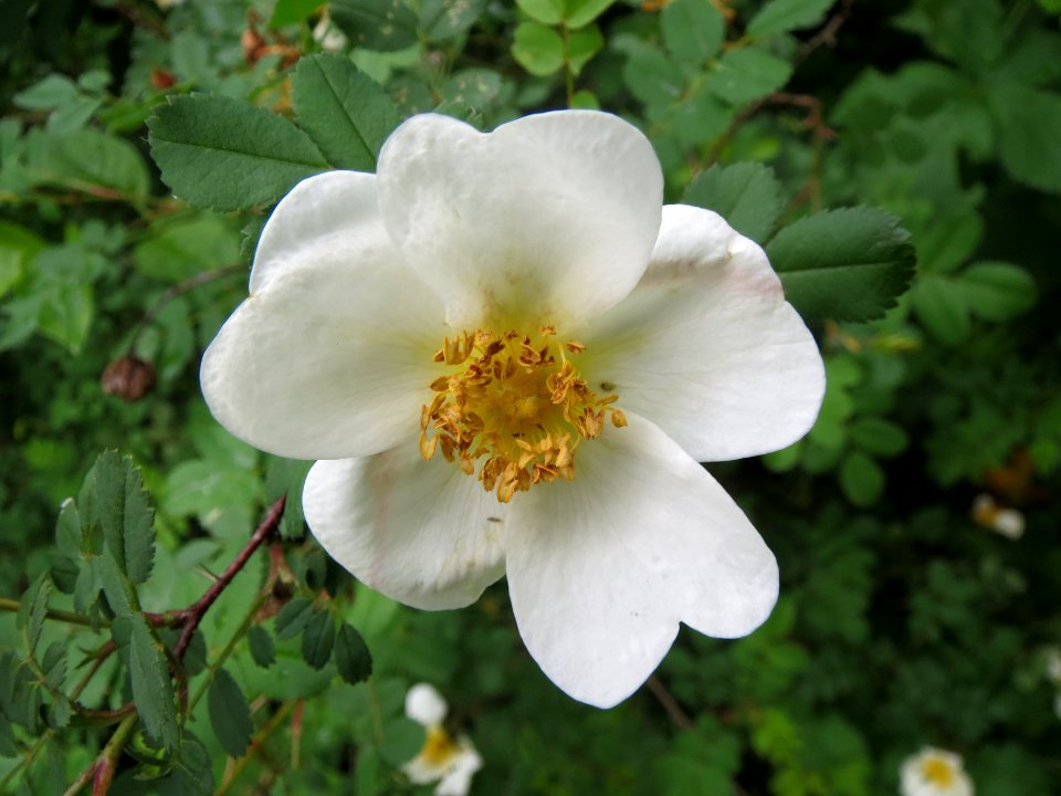 20140513Rosa_spinosissima