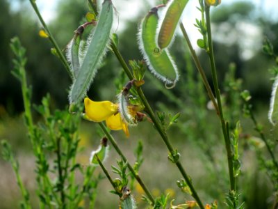 20140511Cytisus_scoparius5