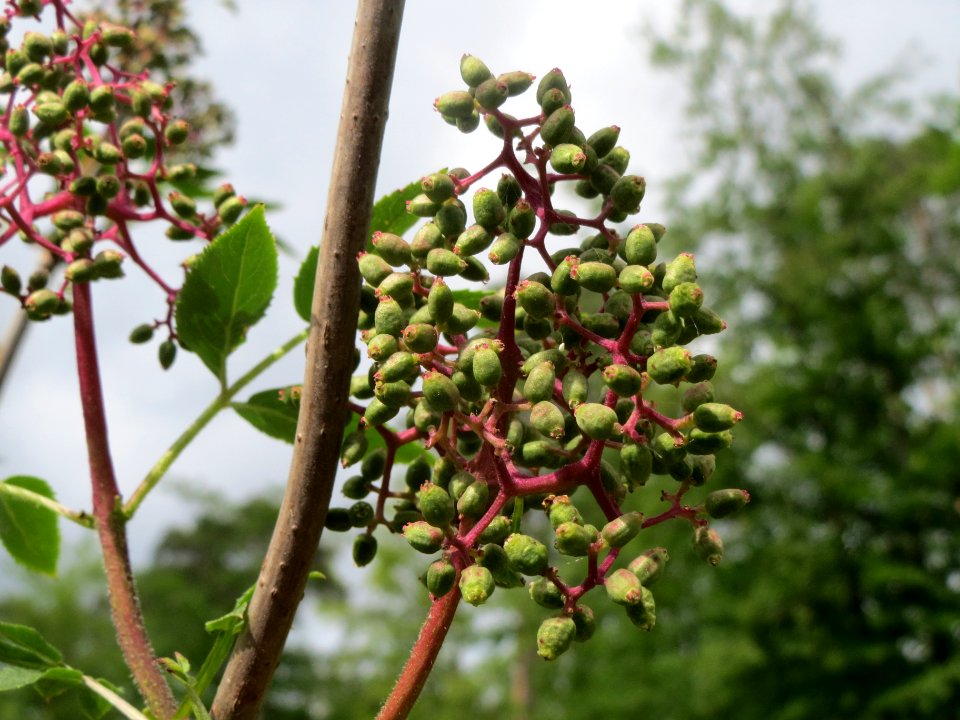 20140513Sambucus_racemosa1