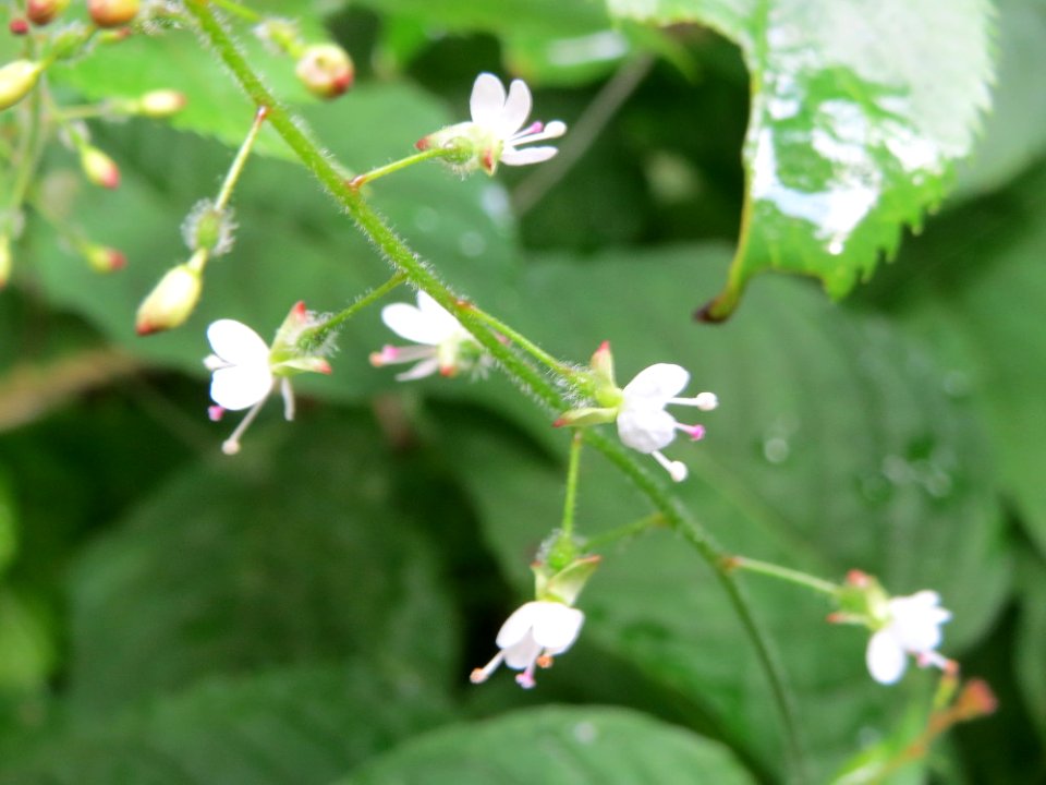 20140711Circaea_lutetiana2