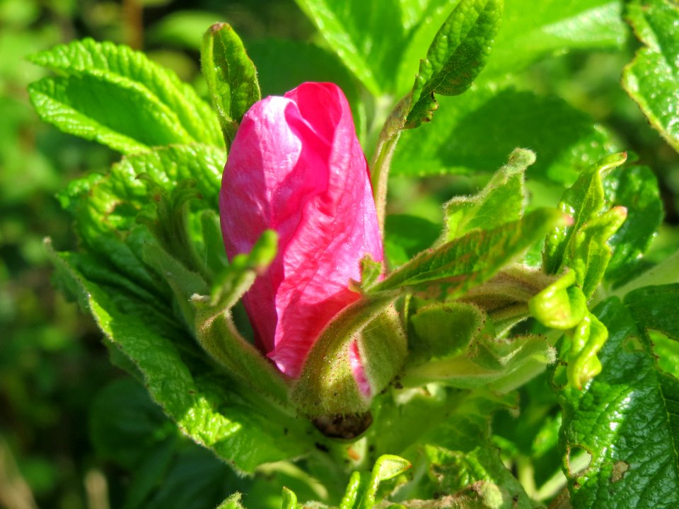 20140426Rosa_rugosa5