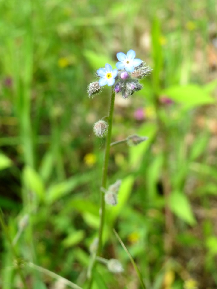 20140513Myosotis_arvensis