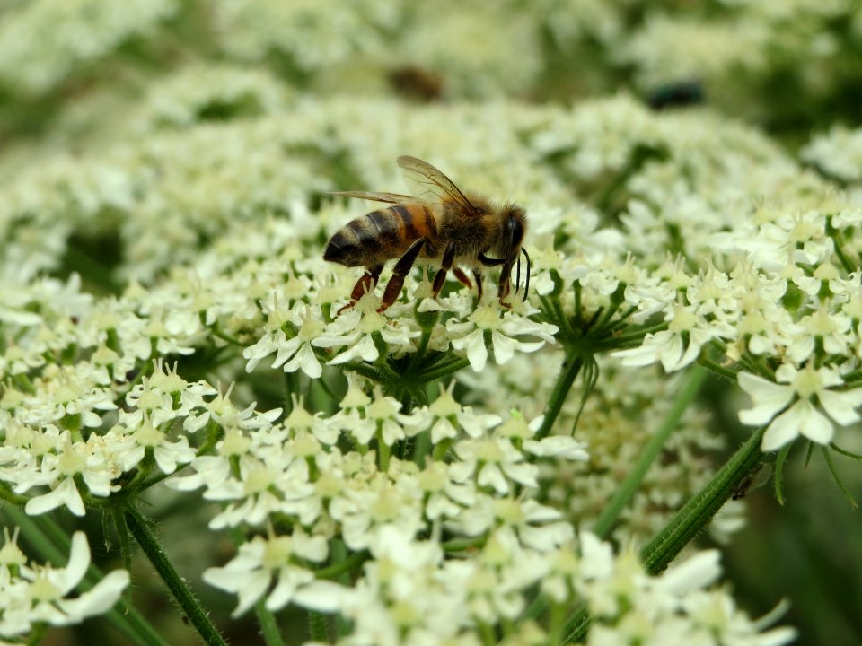20140706Heracleum_sphondylium3