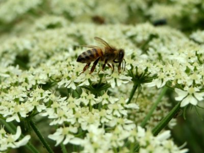 20140706Heracleum_sphondylium3