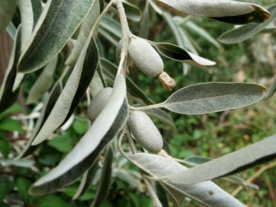 20140706Elaeagnus_angustifolia3