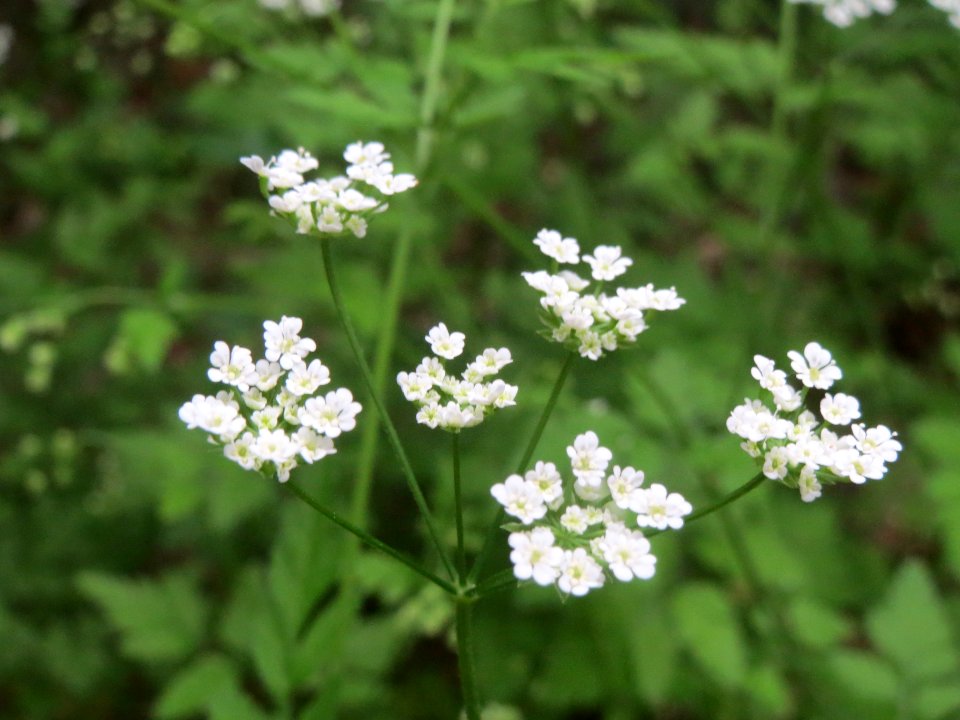 20140511Anthriscus_sylvestris