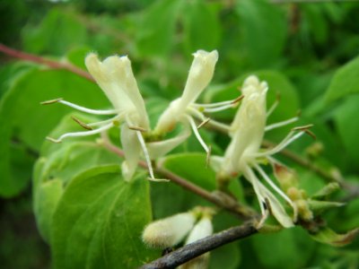 20140426Lonicera_xylosteum2