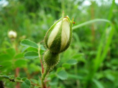 20140427Rosa_spinosissima04