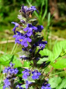 20140511Ajuga_reptans2