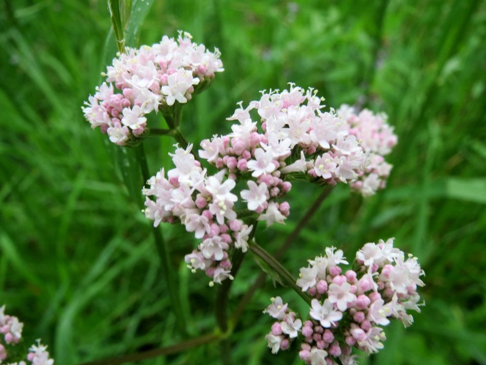 20140510Valeriana_officinalis1