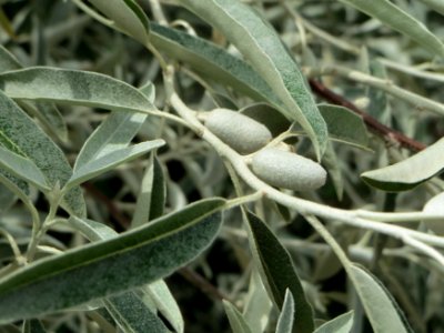 20140706Elaeagnus_angustifolia2