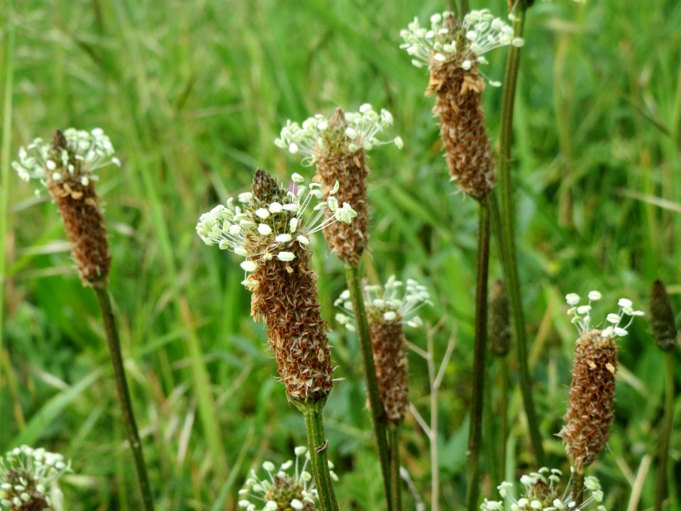 20140427Plantago_lanceolata