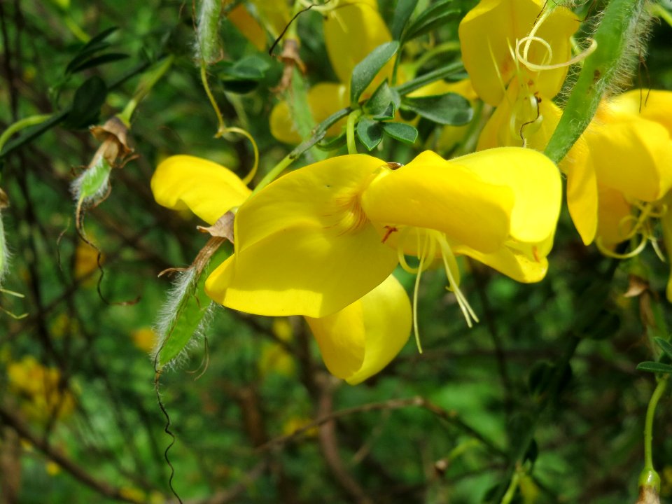20140511Cytisus_scoparius1