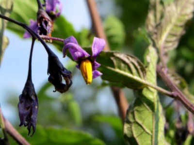 20140706Solanum_dulcamara1