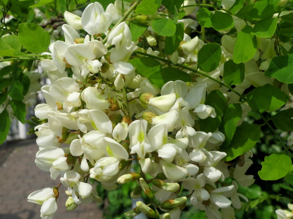 20140429Robinia_pseudoacacia3