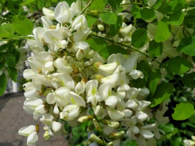 20140429Robinia_pseudoacacia3