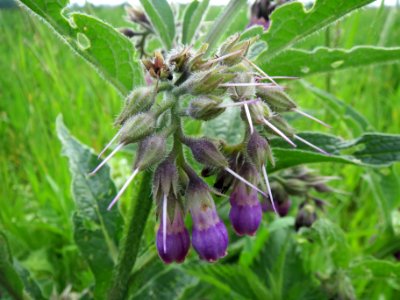 20140427Symphytum_officinale1