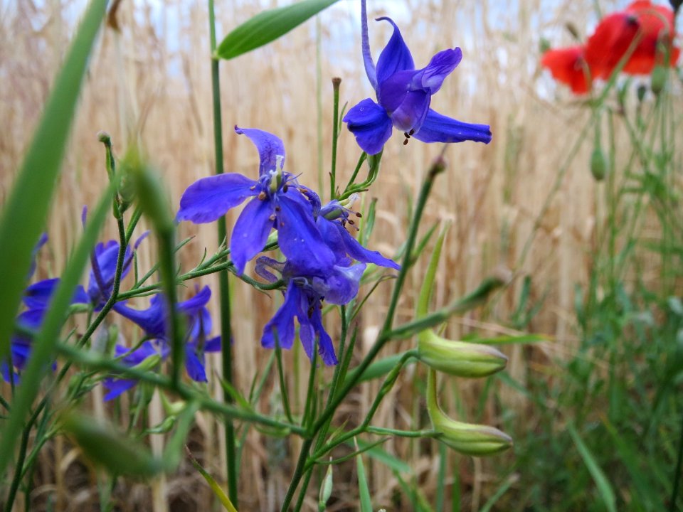 20140705Consolida_regalis1
