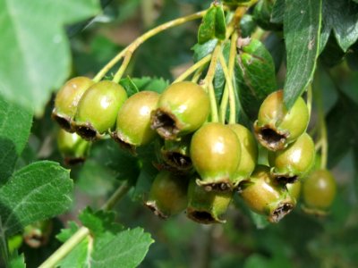 20140704Crataegus_monogyna