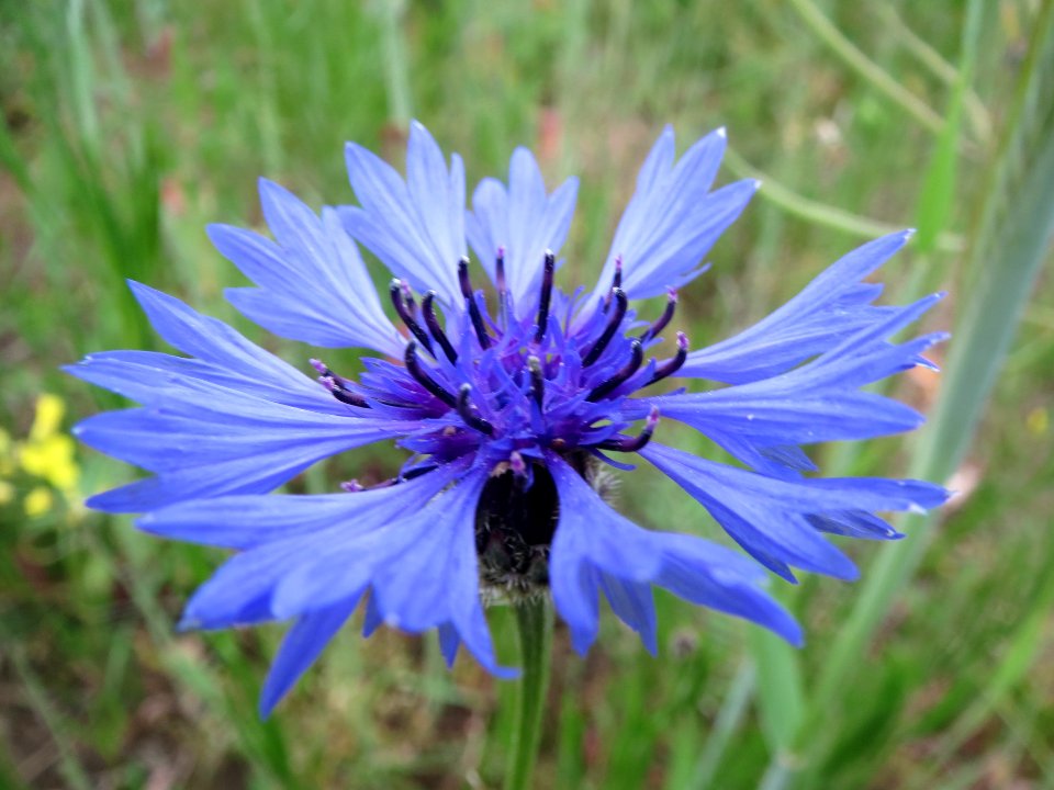 20140428Centaurea_cyanus1