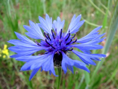 20140428Centaurea_cyanus1 photo