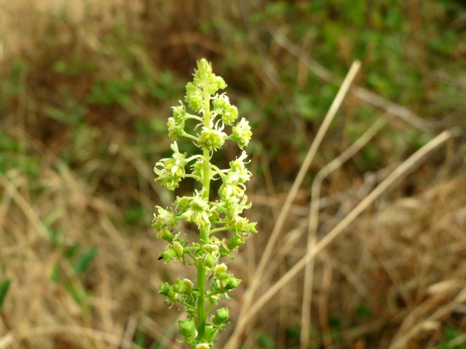 20140704Reseda_lutea1