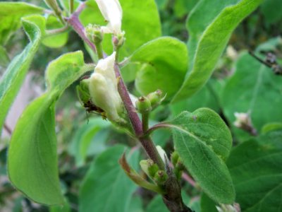 20140428Lonicera_xylosteum3