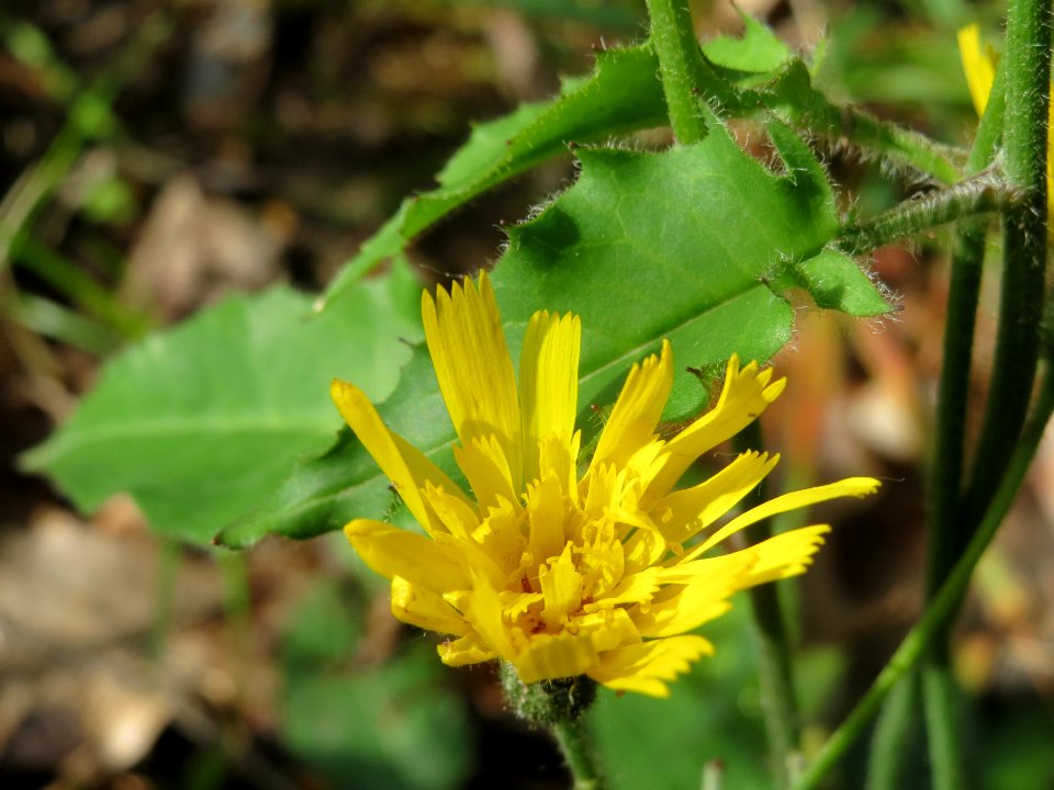 20140513Hieracium_murorum8