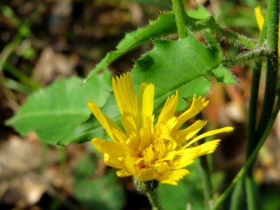 20140513Hieracium_murorum8