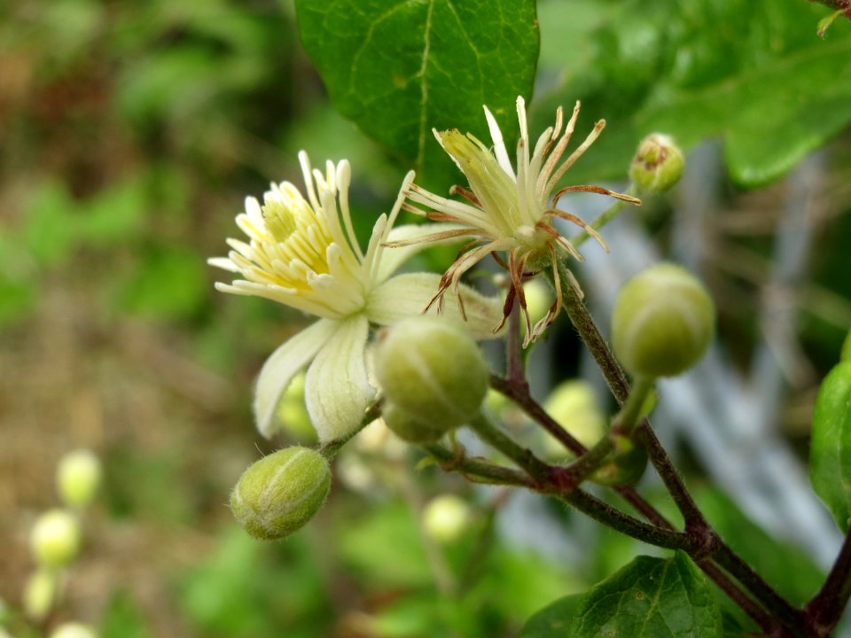 20140704Clematis_vitalba2