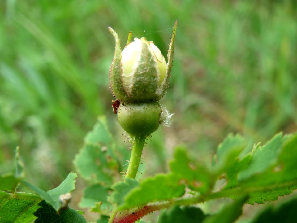 20140427Rosa_spinosissima03