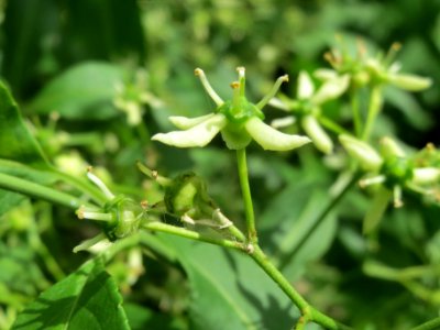 20140512Euonymus_europaeus2