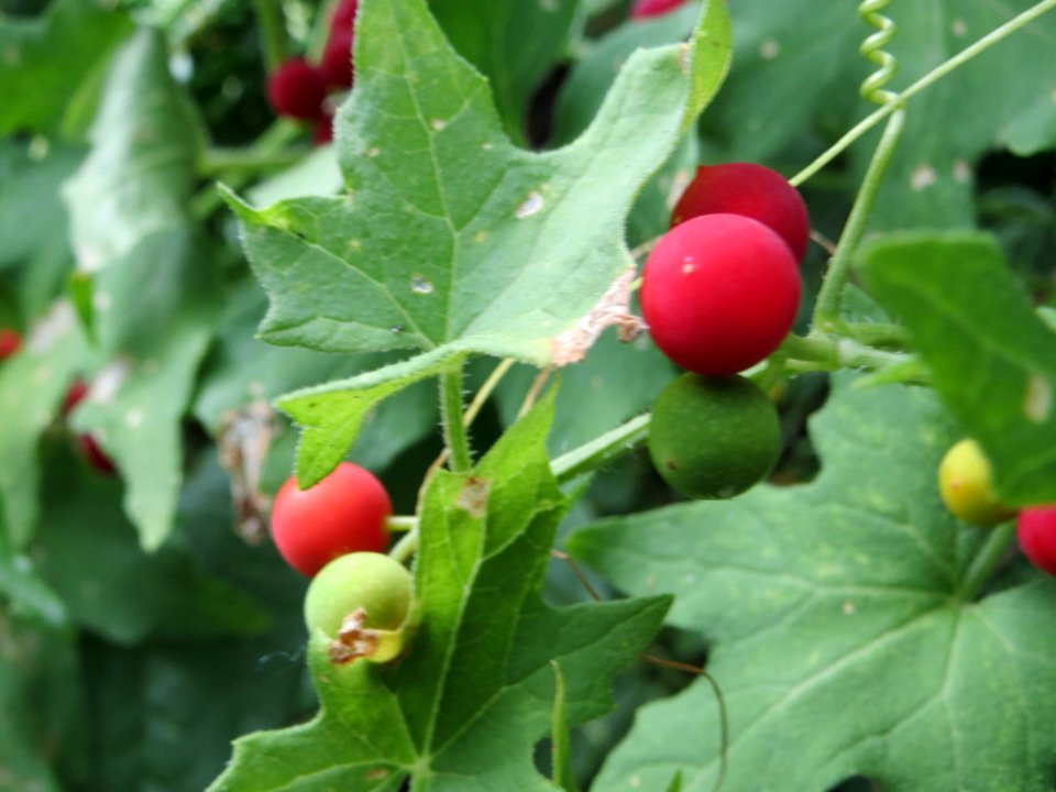 20140704Bryonia_dioica3
