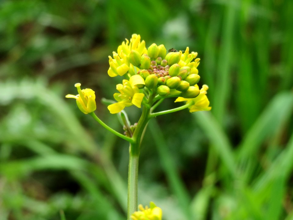 20140427Rorippa_sylvestris4