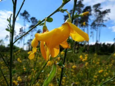 20140511Cytisus_scoparius2