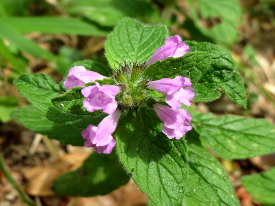 20140704Clinopodium_vulgare