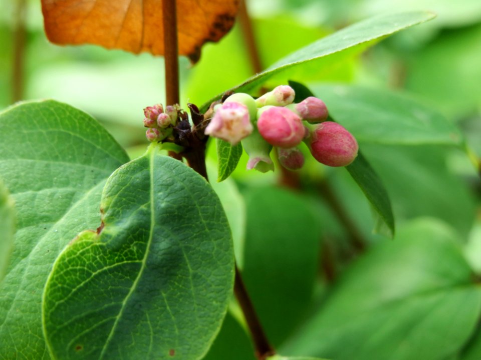 20140704Symphoricarpos_albus2