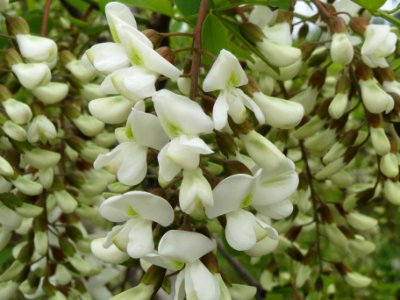 20140427Robinia_pseudoacacia4
