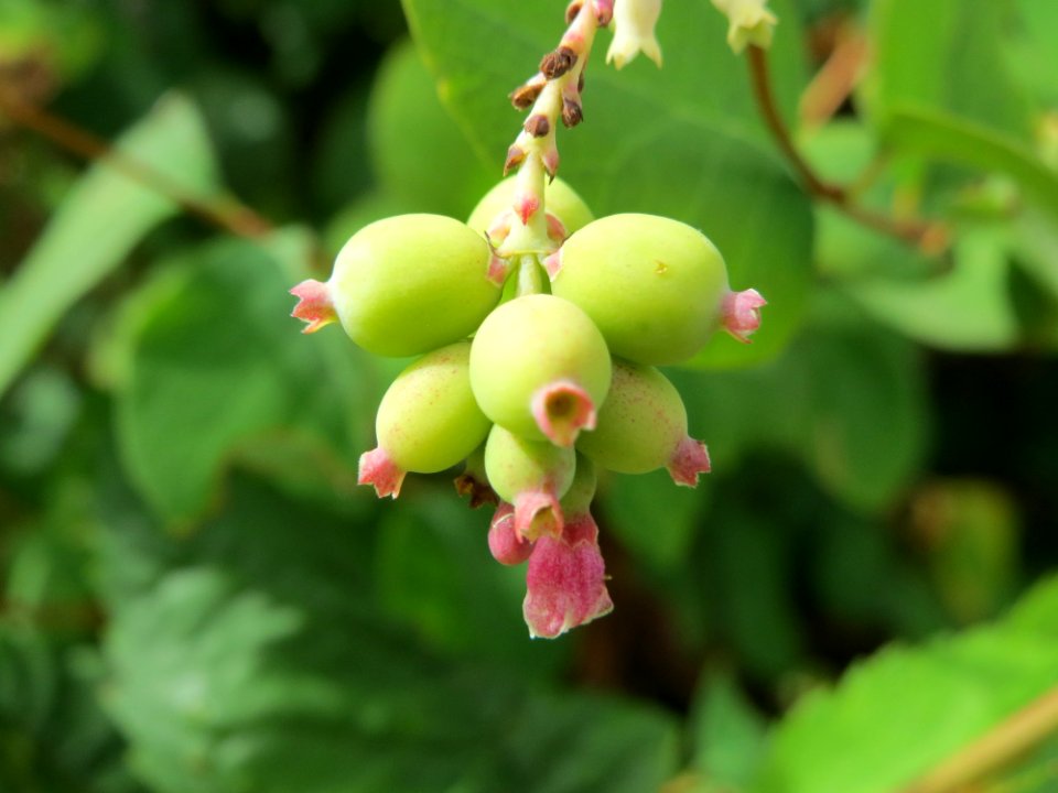 20140704Symphoricarpos_albus1