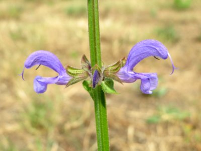 20140704Salvia_pratensis