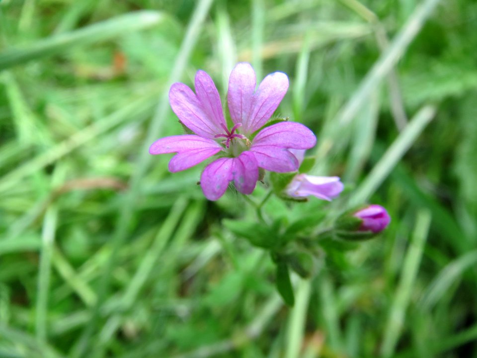 20140511Geranium_molle