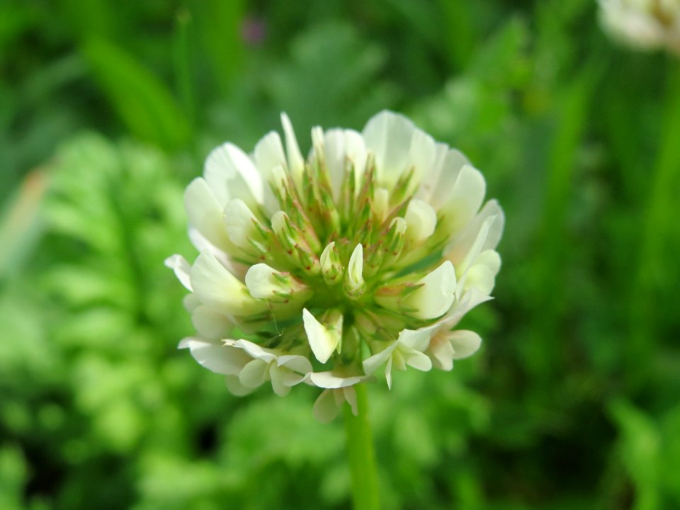 20140512Trifolium_repens